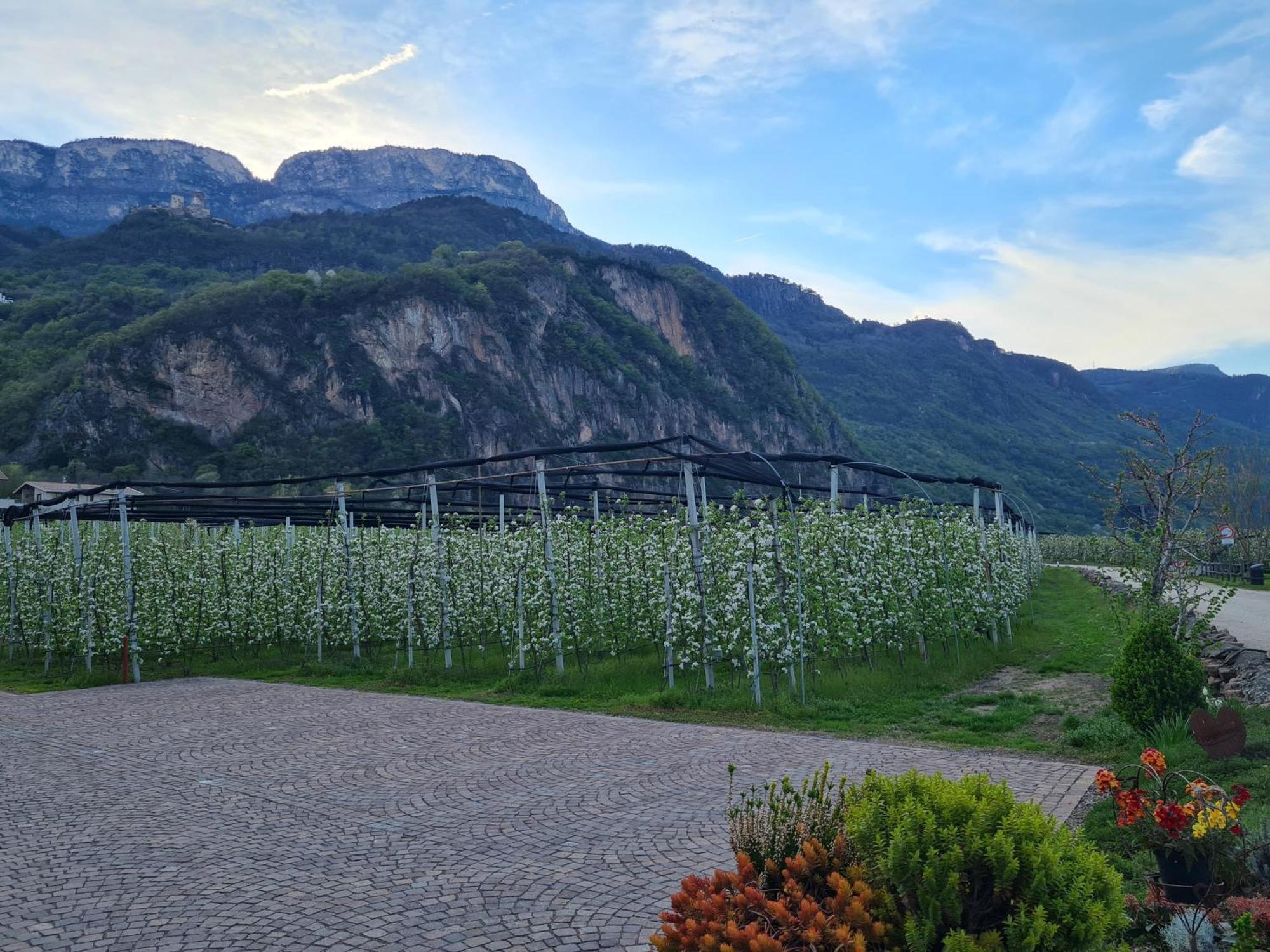 Versigglhof Appiano Sulla Strada Del Vino Exteriér fotografie