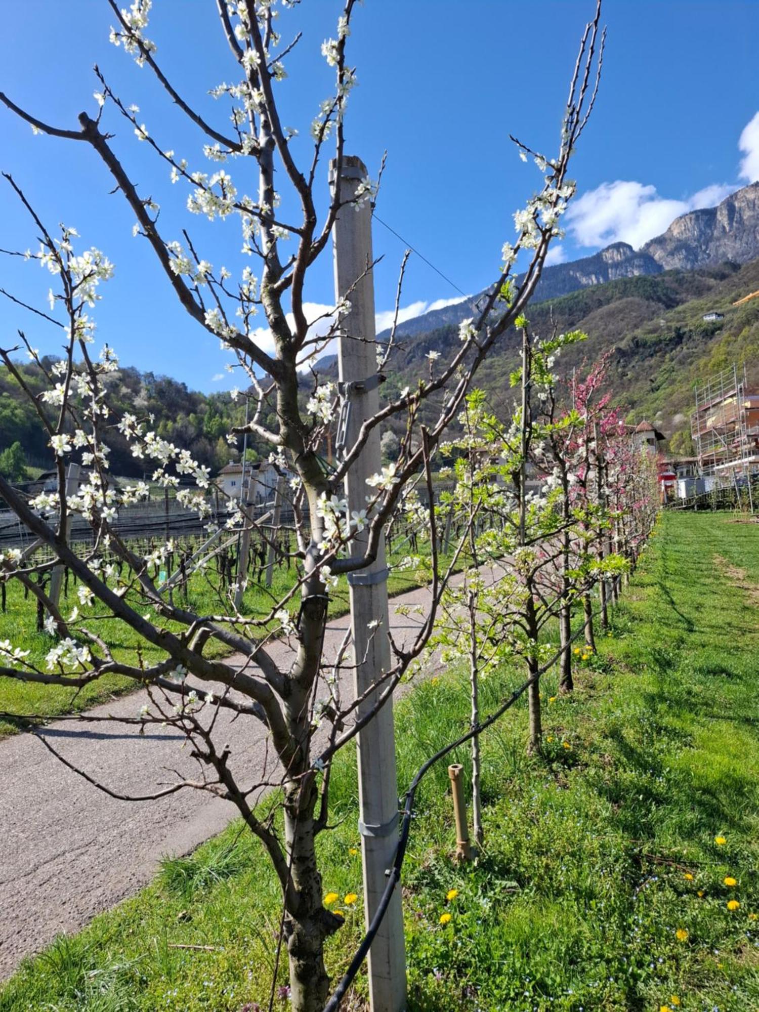 Versigglhof Appiano Sulla Strada Del Vino Exteriér fotografie