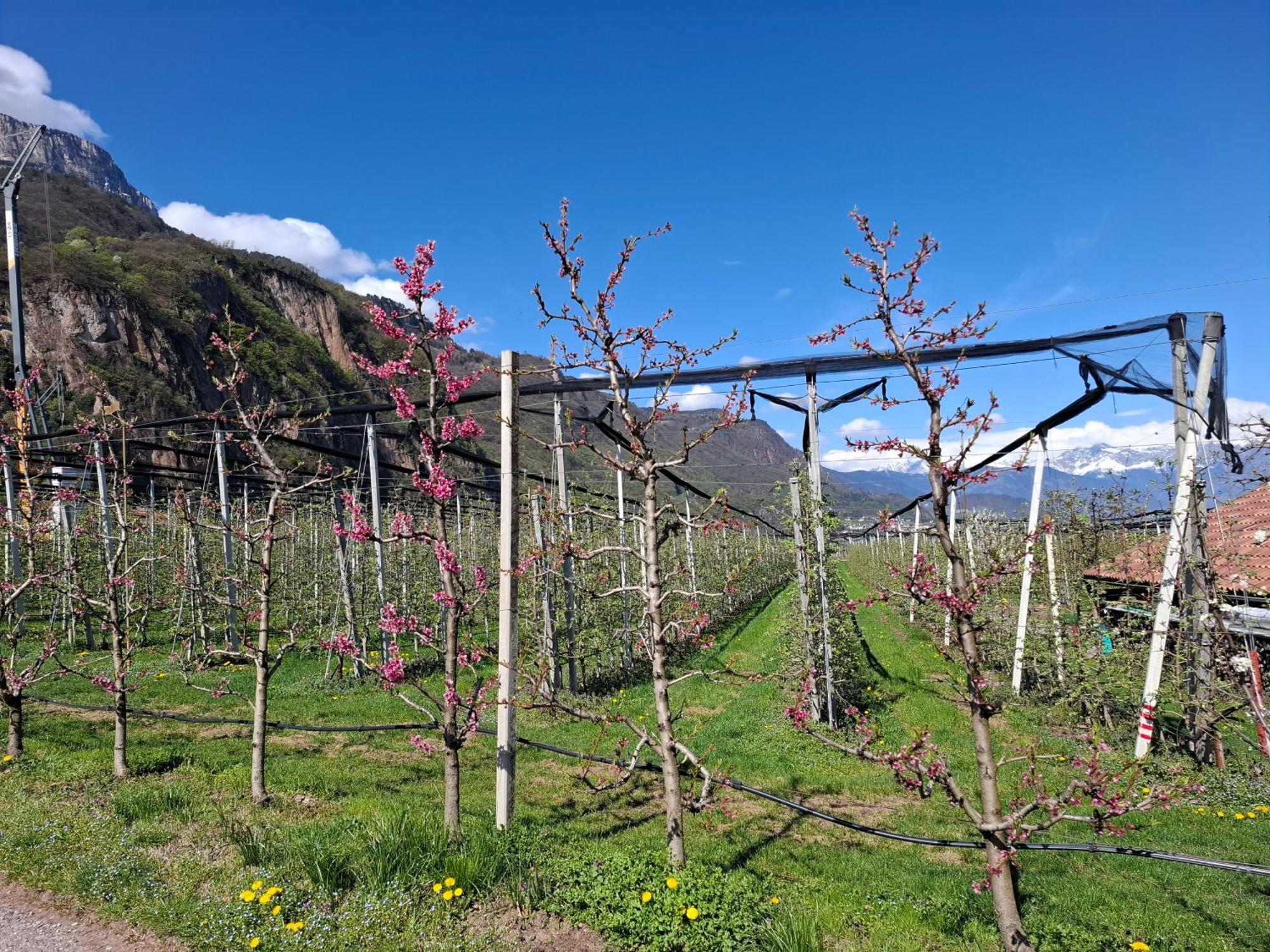 Versigglhof Appiano Sulla Strada Del Vino Exteriér fotografie